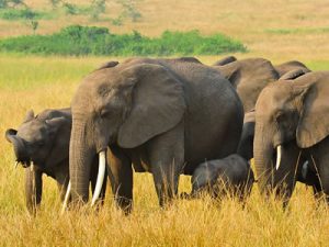 Uganda Tours