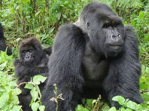 Congo Gorilla Safaris