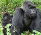 Congo Gorilla Safaris