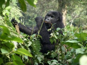 Uganda Gorilla Trekking