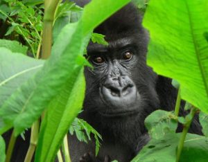 Uganda Gorilla Trekking