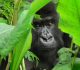 Uganda Gorilla Trekking