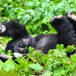 Gorilla Safaris in Uganda