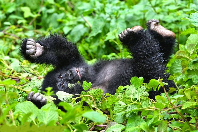 Gorilla Safaris in Uganda