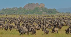 Wildebeest