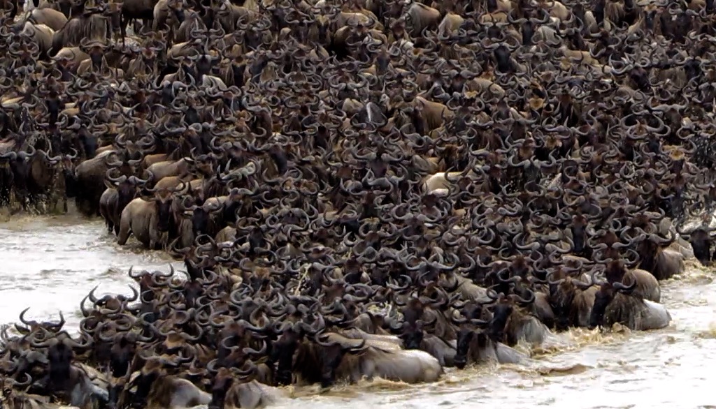 Wild-beast-in-Tanzania