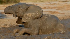 Wildlife Safaris in Botswana