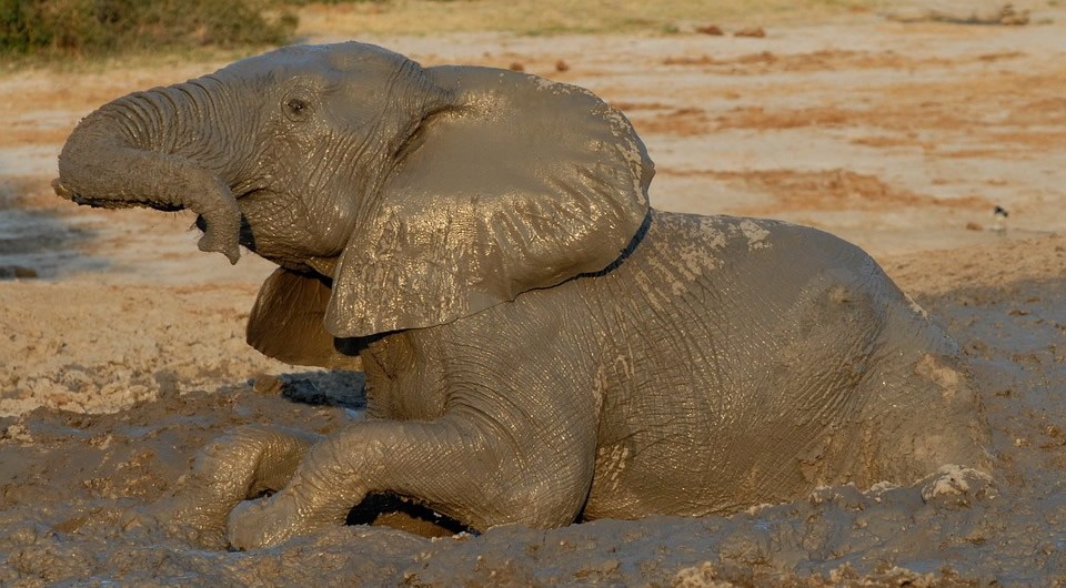 botswana-safari