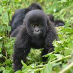 Gorilla Photo Safaris in Uganda