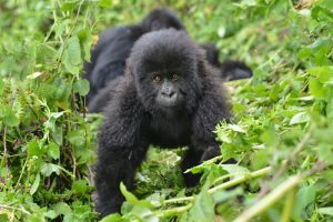 Gorilla Photo Safaris in Uganda