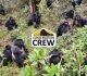 African Gorilla Tours