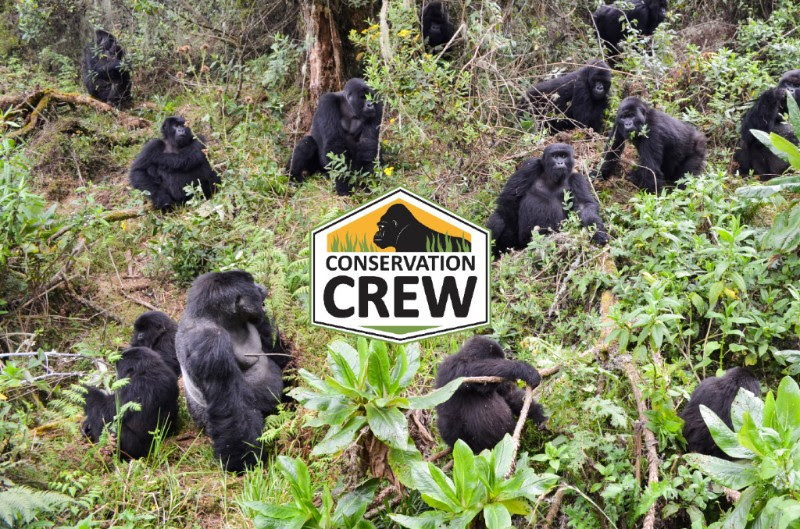 African Gorilla Tours