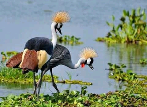 Visit Uganda Tours