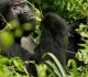 gorilla safaris in Volcanoes Park, Rwanda