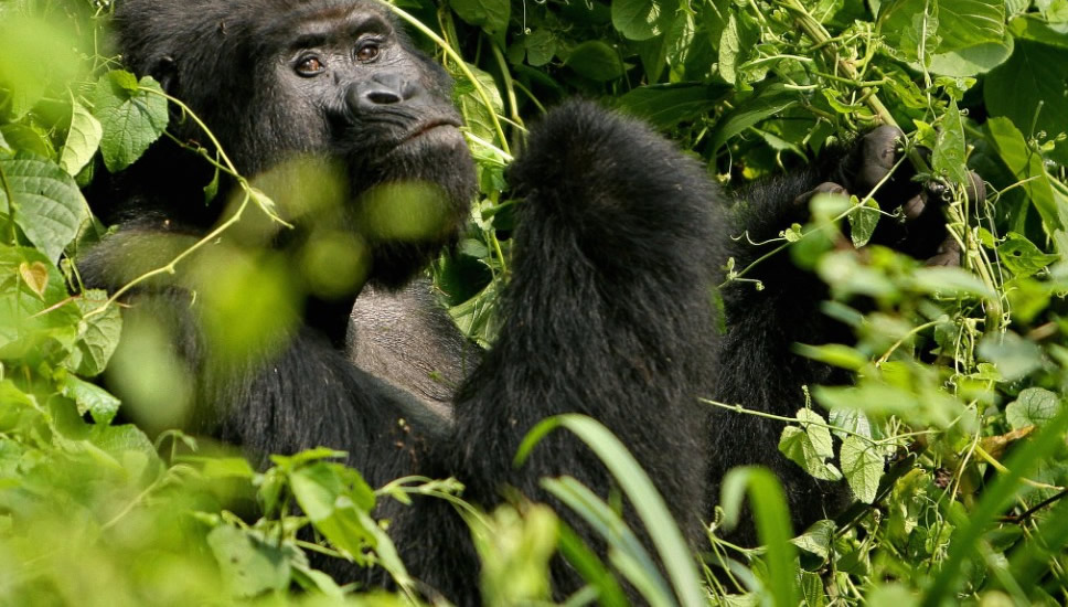 gorilla safaris in Volcanoes Park, Rwanda