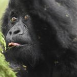 Gorilla Trek Africa