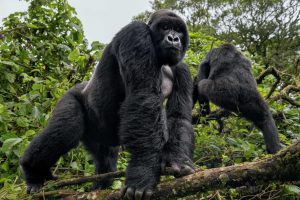 Gorilla tour Uganda