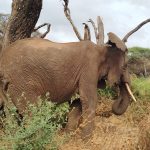 Wildlife Safari