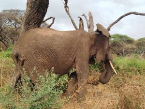Wildlife Safari