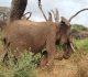 Wildlife Safari